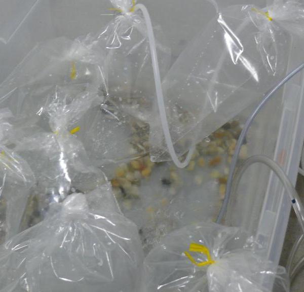 Image 23, The Bubble Project (Detail), Project X Installation Series, Naccarato, Montreal, QC, 2007