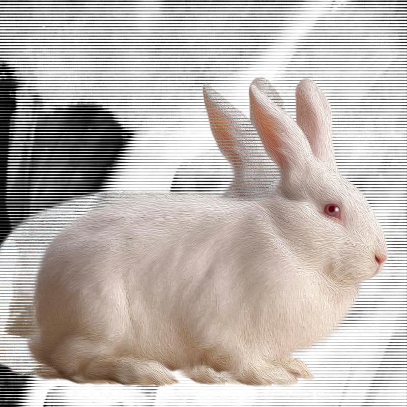 white.Rabbit, day 08 (interface), NFT / Print series, naccarato, 2021
